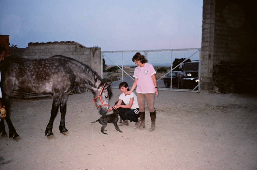 En el entrenamiento de los caballos, como en cualquier animal, se dan premios.... Como galletitas.